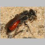 Sphecodes pellucidus - Blutbiene w001c 6-7mm - Sandgrube Niedringhaussee-det.jpg